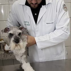 neurologia veterinária