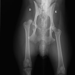 ortopedia-thumb-001