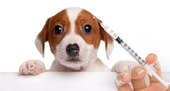 Vacinas evitam doenças infecciosas e salvam a vida de nossos pets