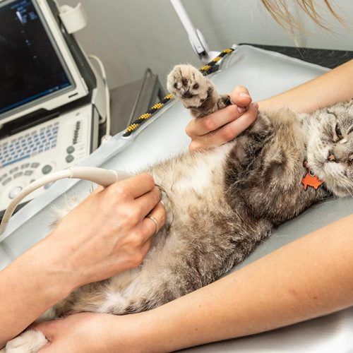 Curso de Ultrassonografia de Felinos