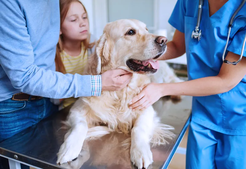 Labrador-on-Veterinarian-table