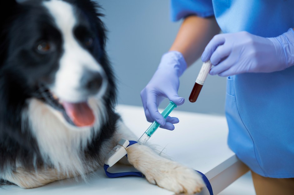 Ufape Hospital Veterinário - profissional realizando exames veterinários em um cachorro - GS2 MKT - Freepik