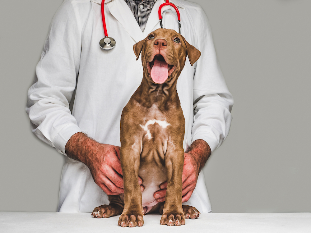 Pretty, tender puppy of chocolate color at the reception at the vet doctor. Close-up, isolated background. Studio photo. Concept of care, education, obedience training and raising of pets