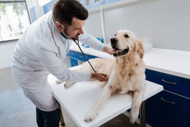 Be brave. Docile dog opening mouth and looking forward while lying on the table in vet clinic