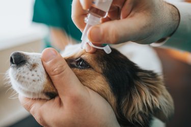 dog eye drops