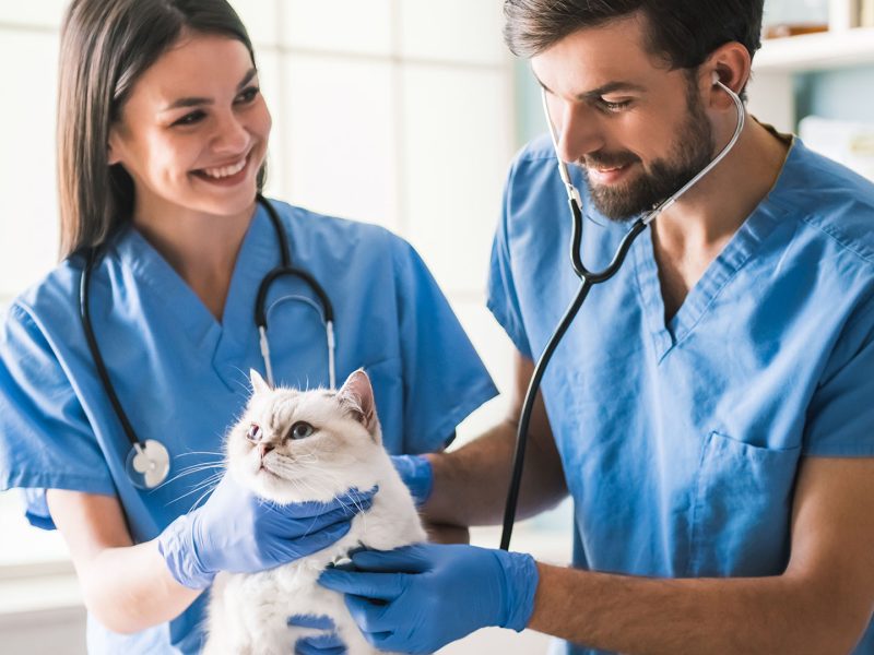 gwu-pre-health-veterinary-pathway